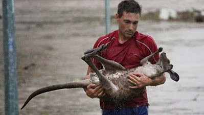 Man save a drowning baby kangaroo