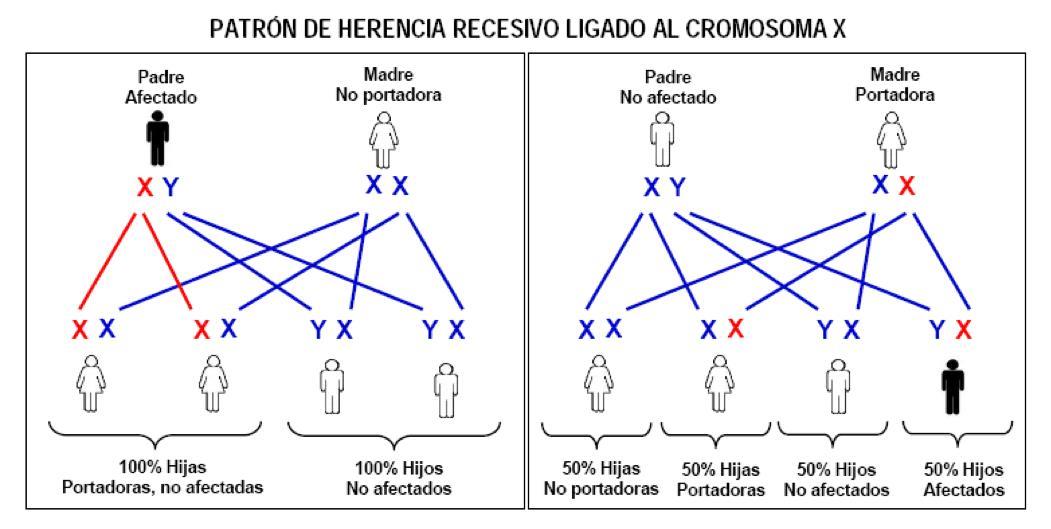 Introducción a la genética Herencia y Leyes de Mendel