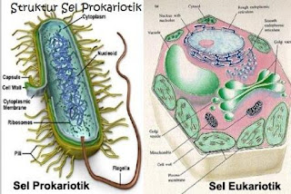 struktur sel prokariotik