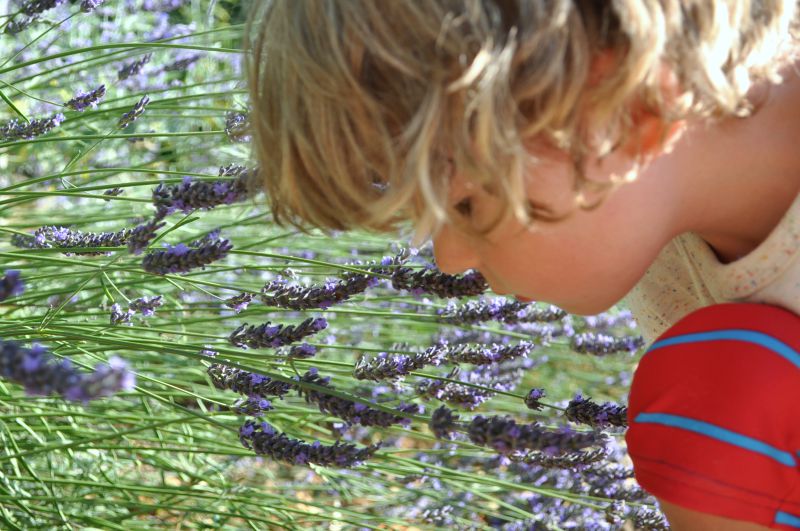 Smelling lavender, french camping