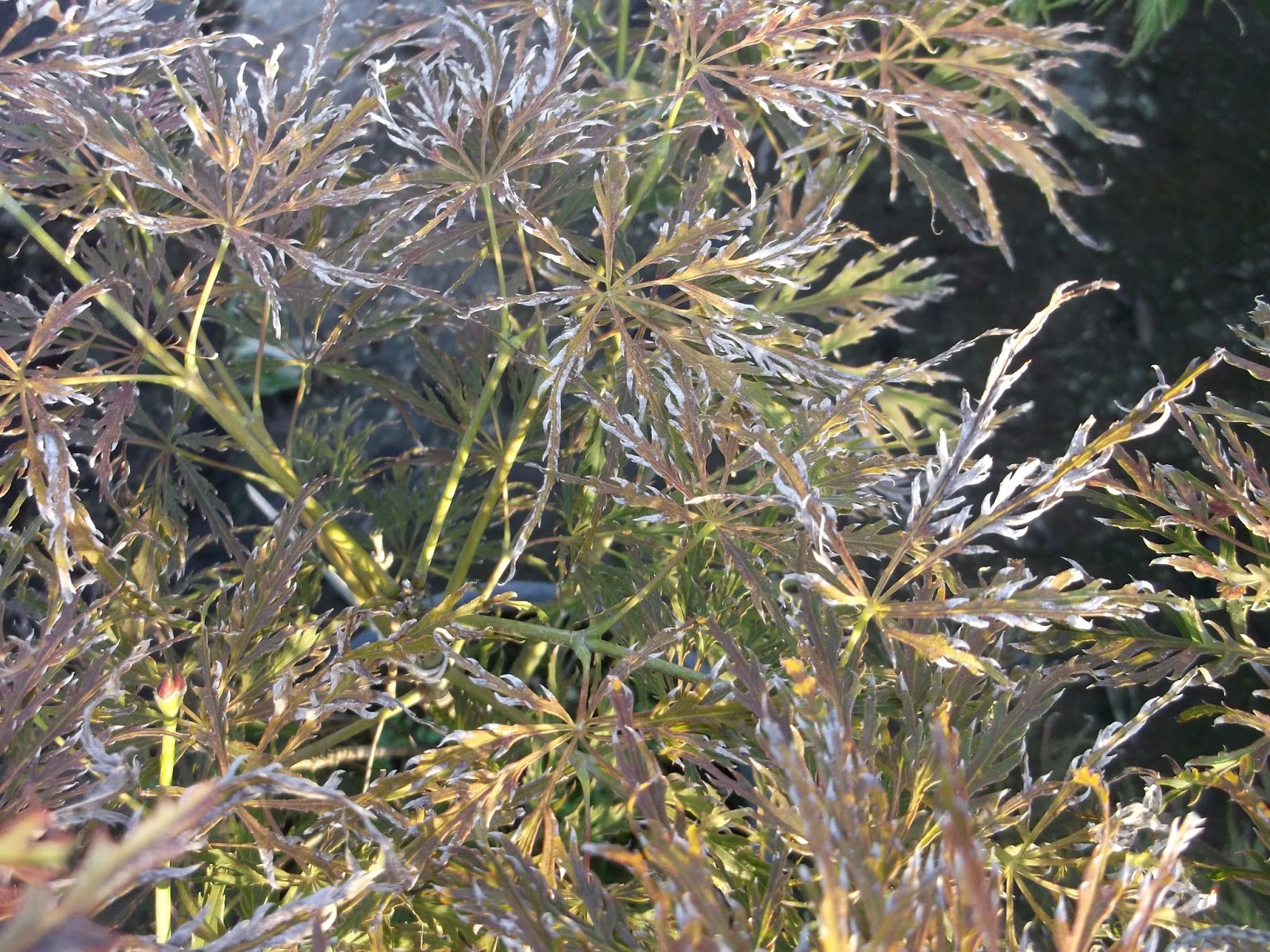 Donna Di Piante Mahonia A Foglia Di Felce