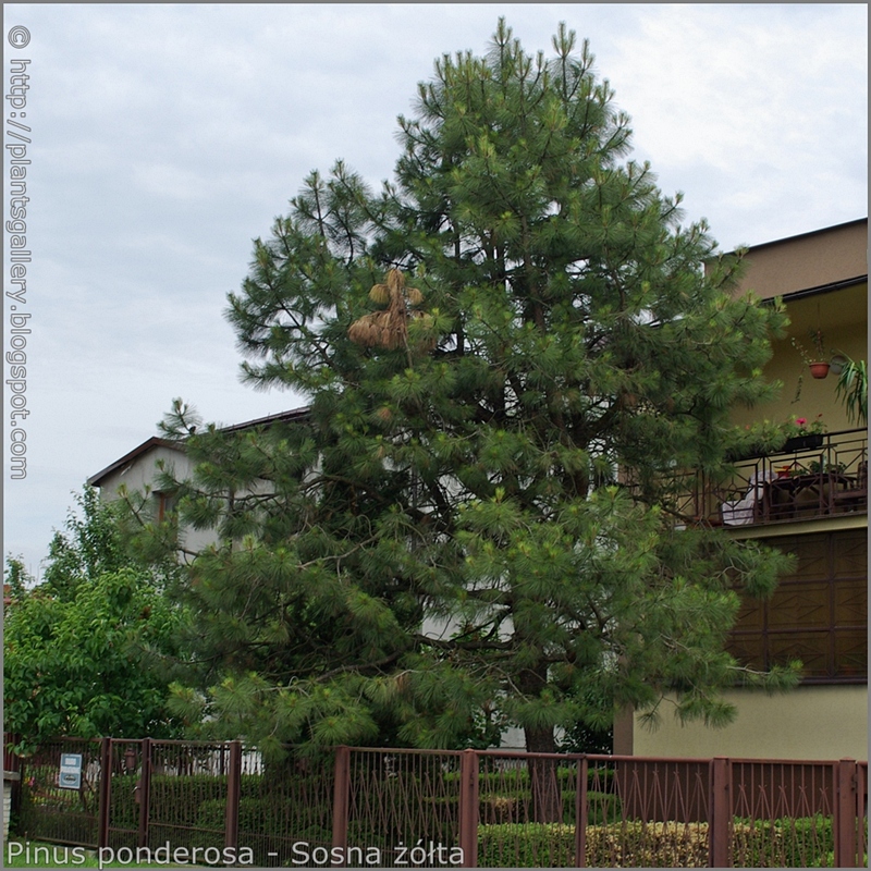 Pinus ponderosa Growth Habit  - Sosna żółta  pokrój