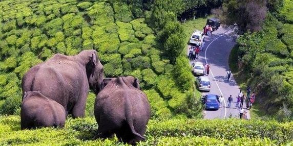 Gavi, Kerala Elephants Views