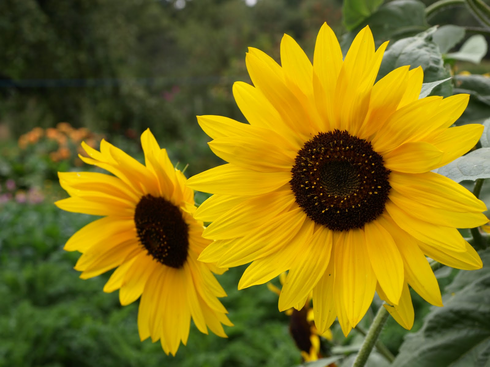 Die Bewahrer: Sonnenblumen