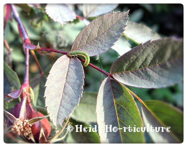 Heidi Horticulture What's eating my rose, this time?