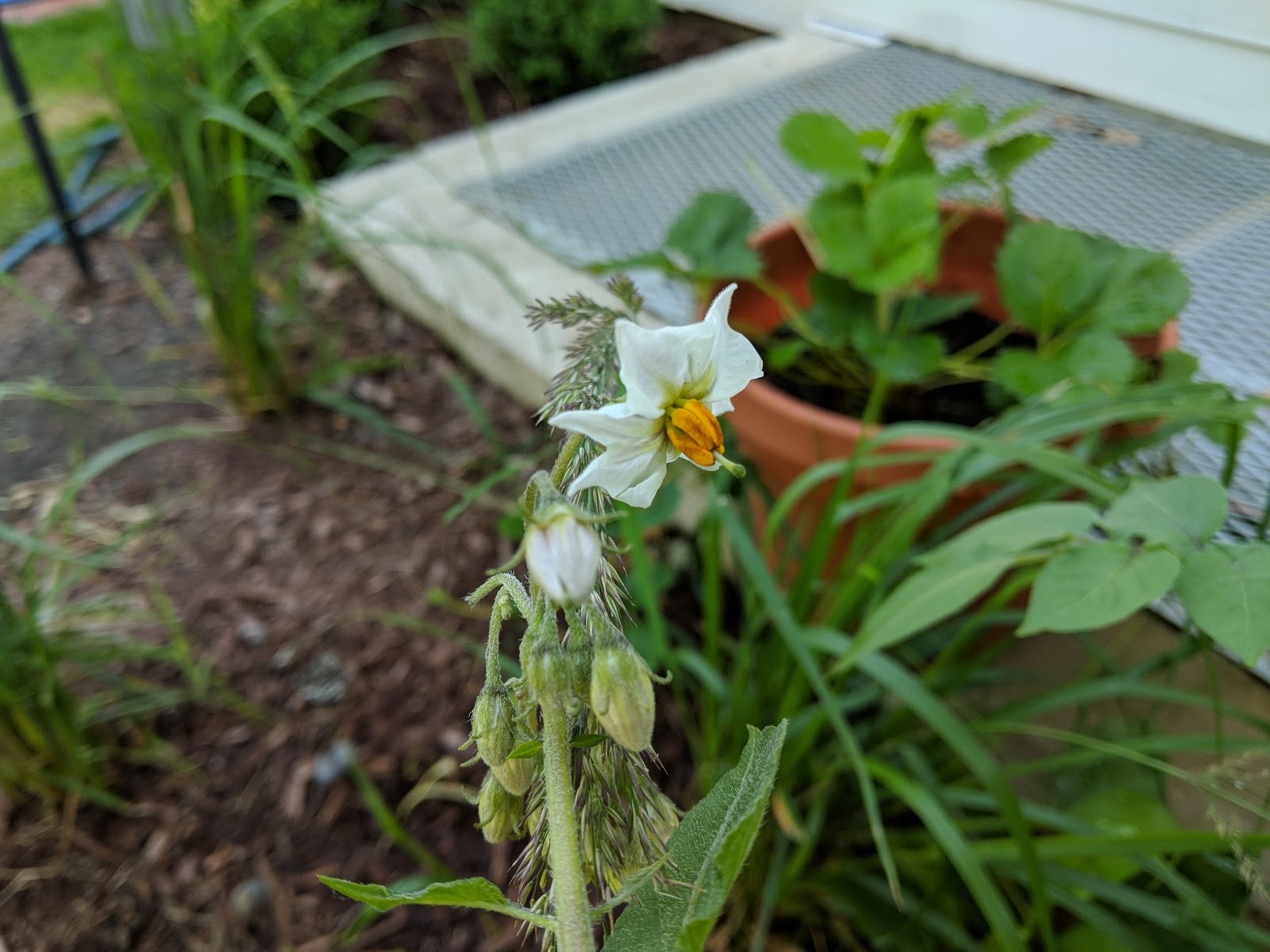 Potato Blossoms Blooming July 2018