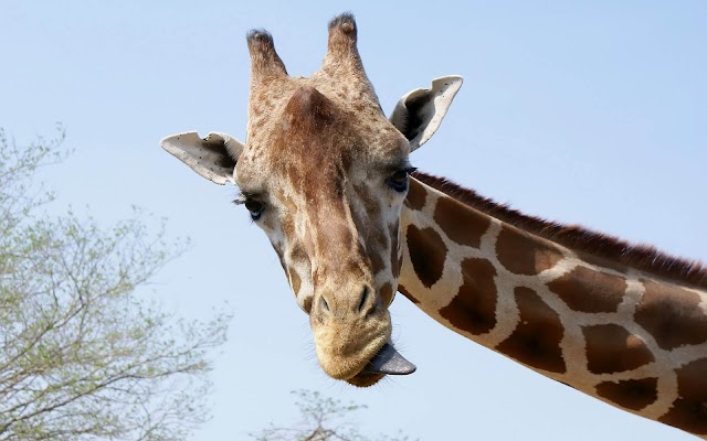 Portrait picture of a giraffe