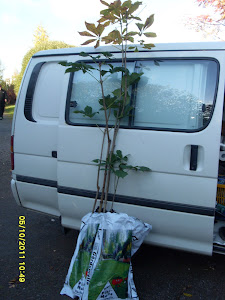 Autamme tarvittaessa taimien istuttamisessa ja siirroissa joko autollanne tai vuokra-auton avulla