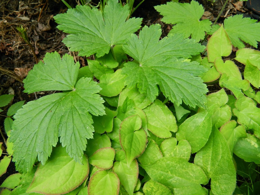 Flora Wonder Blog Viburnum When You Can Mulch Them