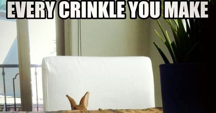 Rabbit Ramblings Bunny Monday Meme Day Every Crinkle