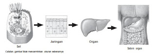 Keterkaitan Sel-Jaringan-Organ-Sistem Organ Keterkaitan Sel-Jaringan-Organ-Sistem Organ