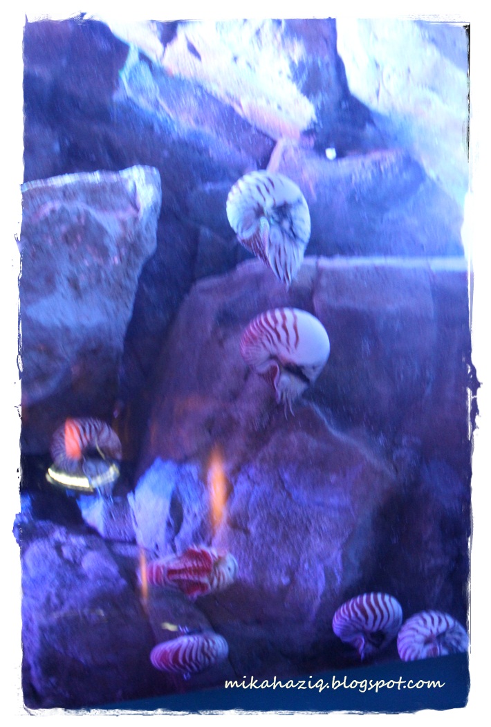 mikahaziq JalanJalan Hong Kong Ocean Park Review