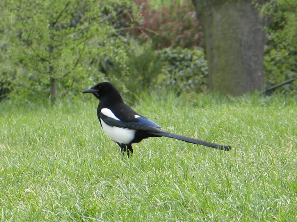 magpie wallpapers