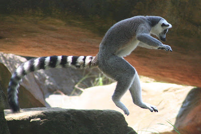 Ringtail Lemur Ubuntu 13.04