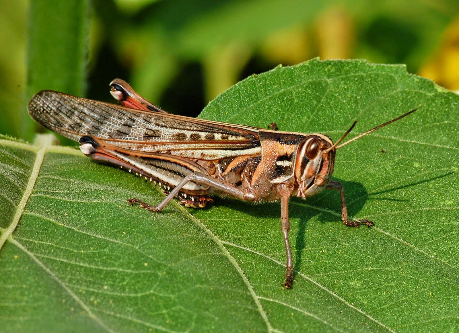 Put some of this insect
