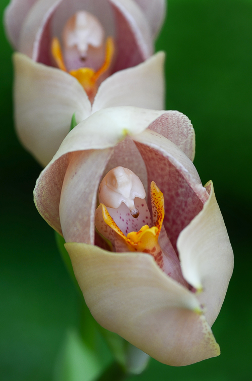 The Orchid Column: Anguloa