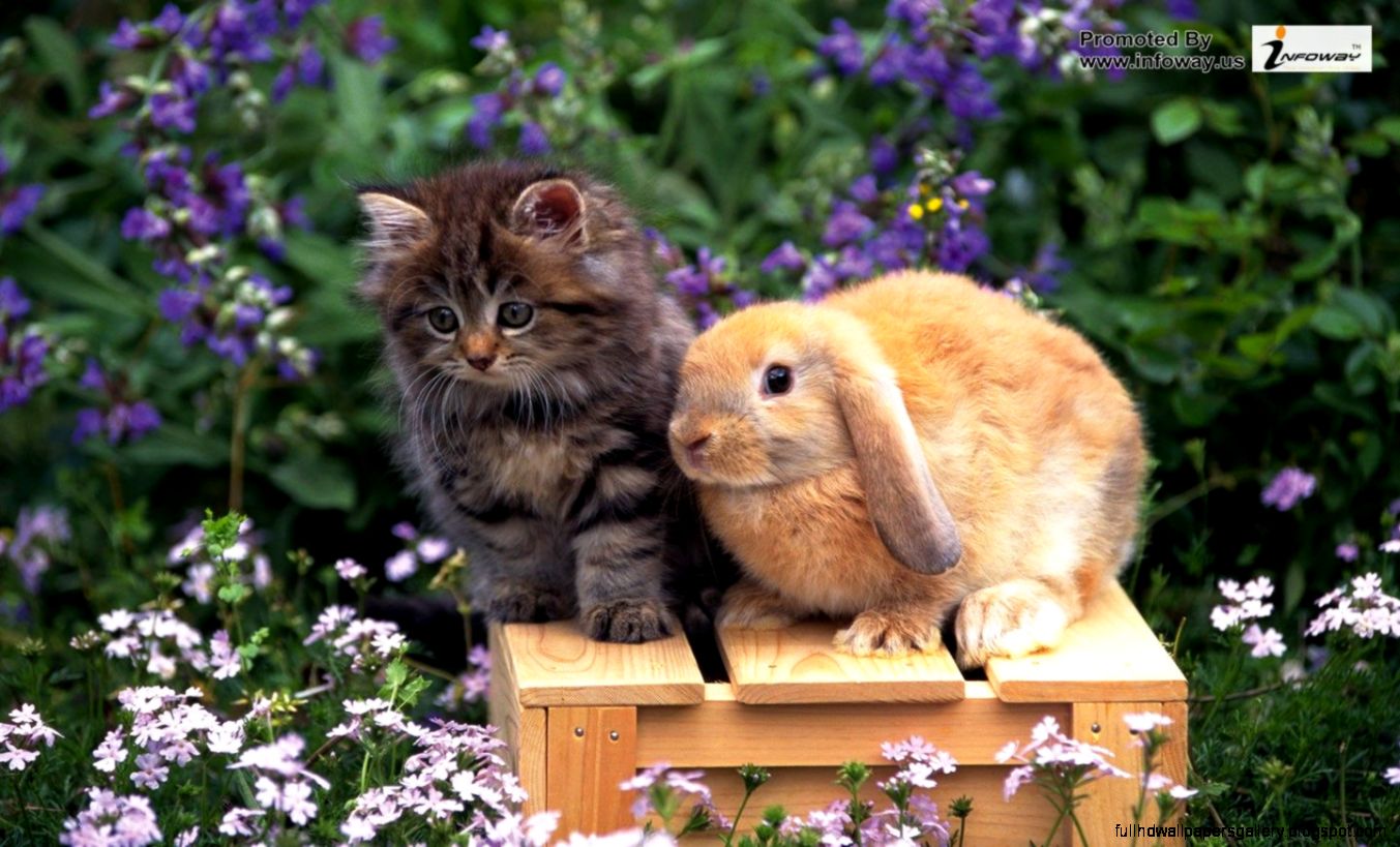 Rabbits Wallpaper   Photo 100 of 169