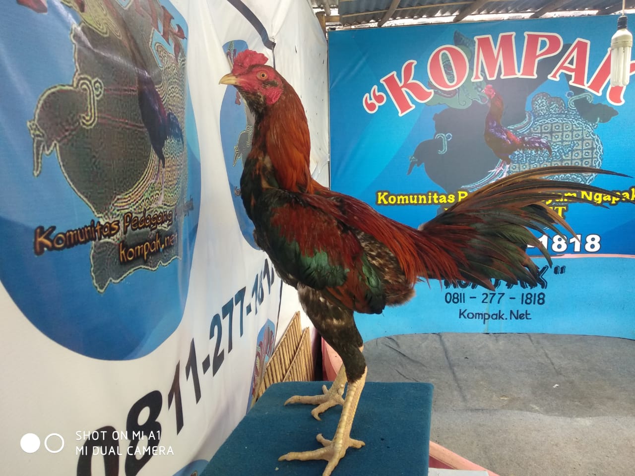 Resep Ampuh Cara Membuat Jamu Ayam Aduan Alami Ayam