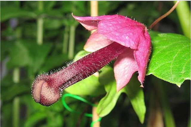 то обратите внимание на вид Echinopsis lageniformis f. monstrose (он же Pen...