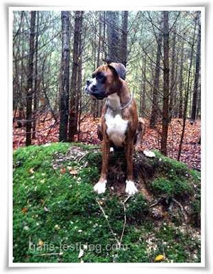 Boxer Amy auf einem Hügel im Wald