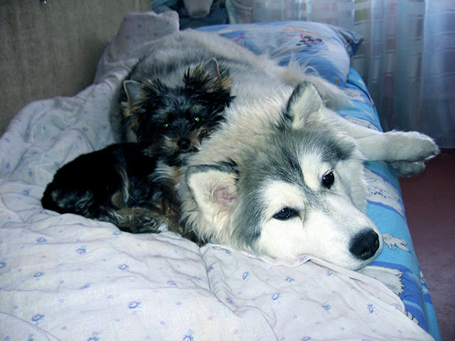 Siberian husky and Yorkshire terrier