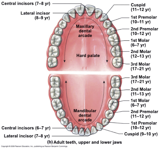Mouth Teeth Name In Human - Health Images Reference