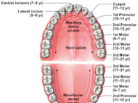 Teeth Names Diagram Teeth Names Diagram