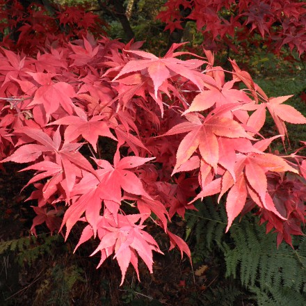 red autumn maple leaves