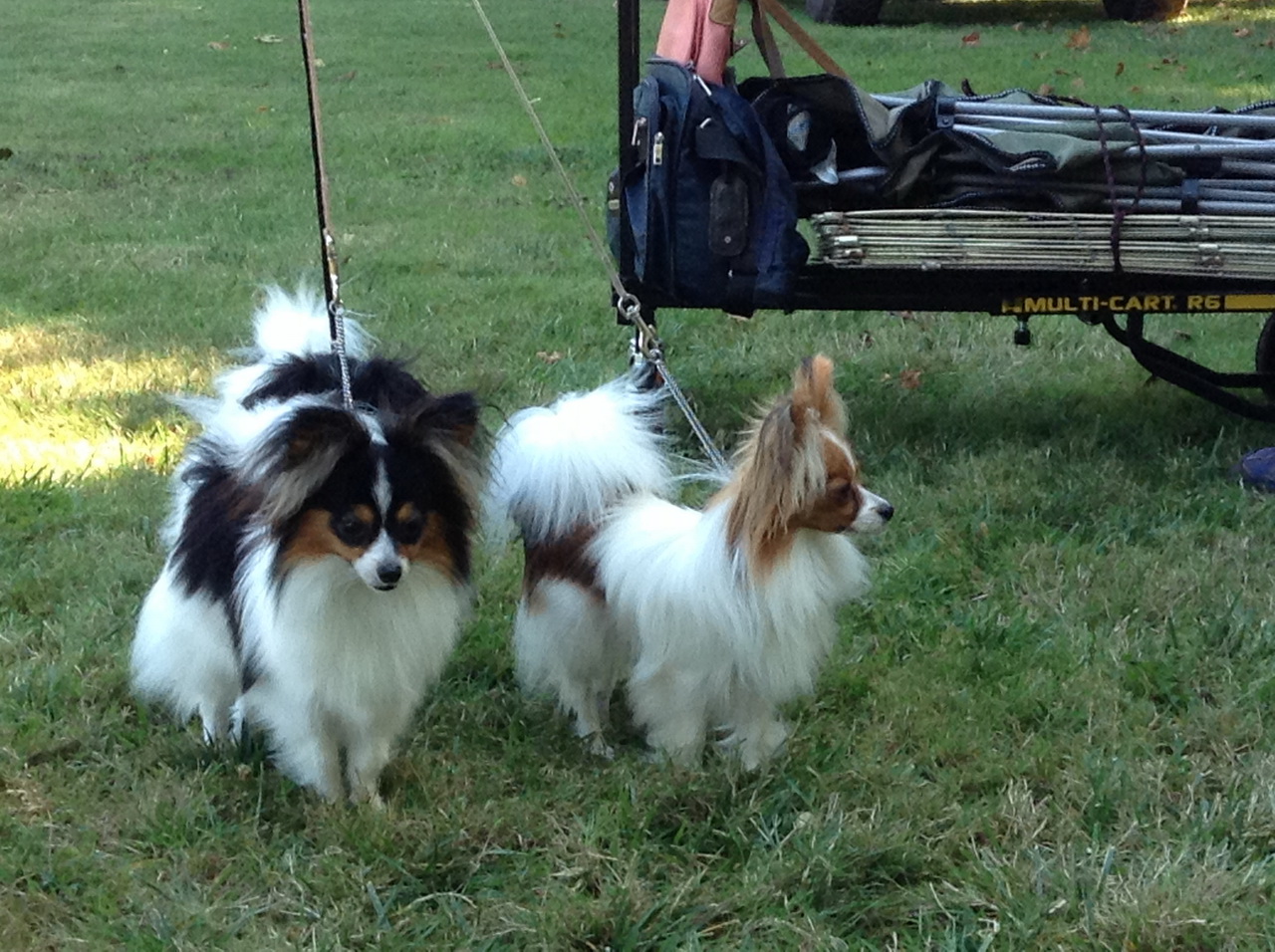 Road's End Papillons Brownsville, OR, Eugene Kennel Club