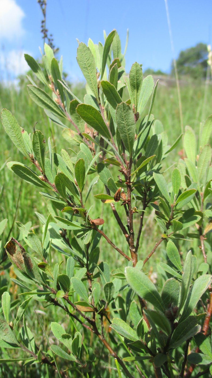 Outdoors Ireland Bog Myrtle