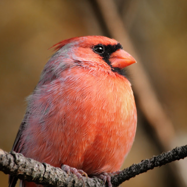 My Little Craft Things: Pion Design - Christmas with Prancer