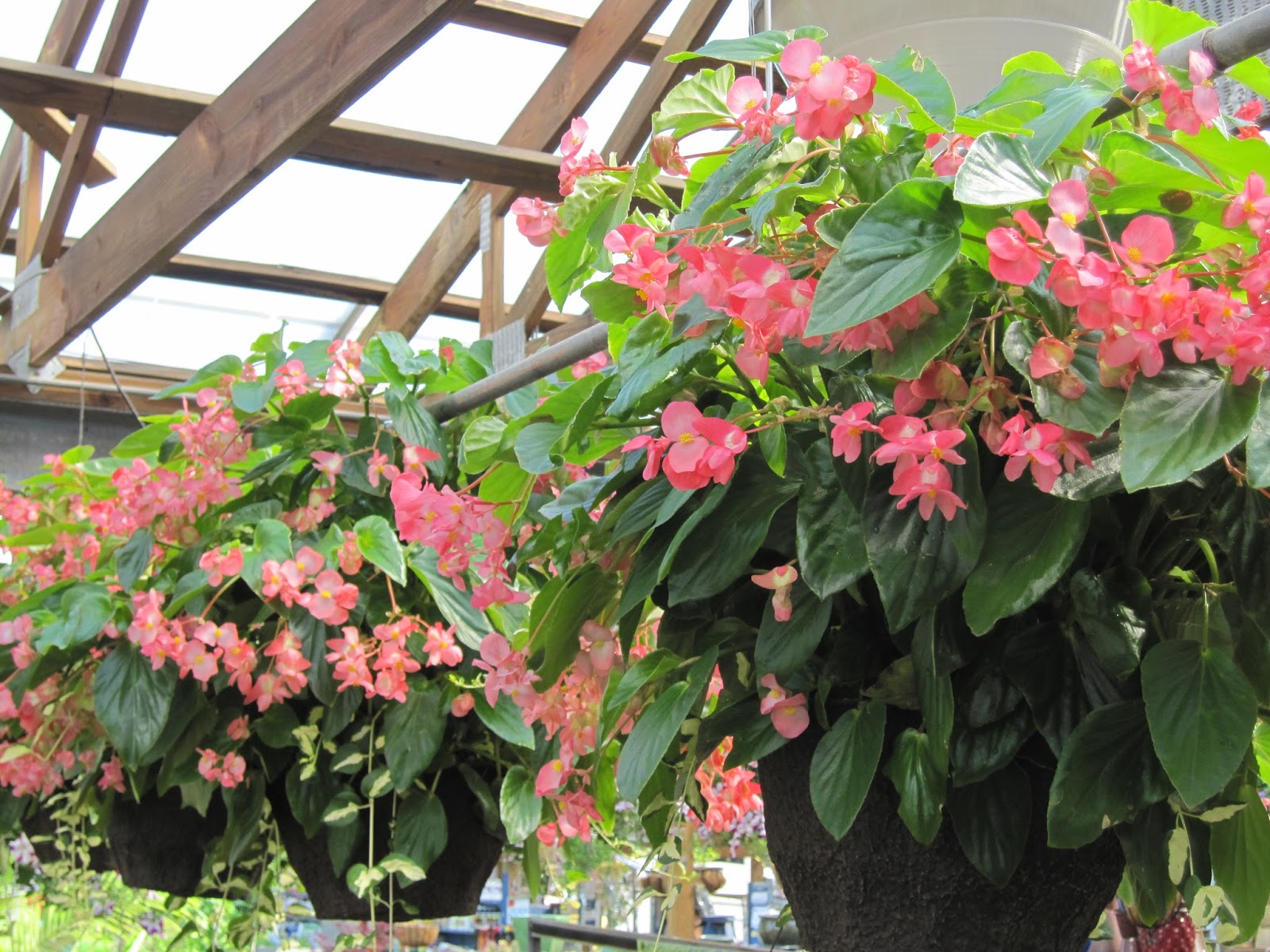 Valley View Farms Top Ten Plant Introductions Over the Years