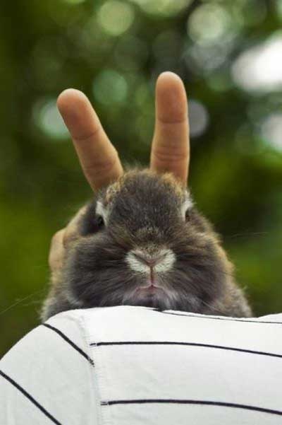 Joke  Rabbit Bunny Ears Image
