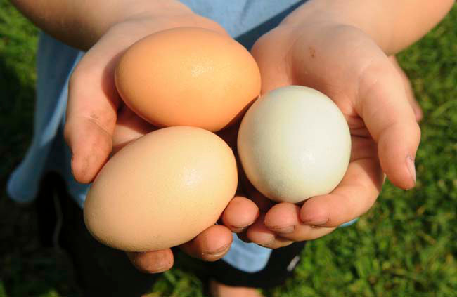 Πως θα γεννούν αυγά οι κότες το χειμώνα