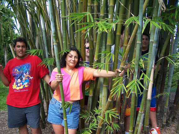 How Fast Does Bamboo Grow