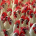 Lagos on red alert over bird flu