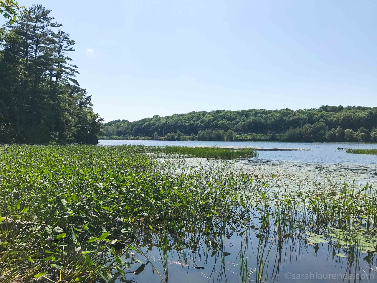 Sarah Laurence Center Pond Preserve in Phippsburg, Maine