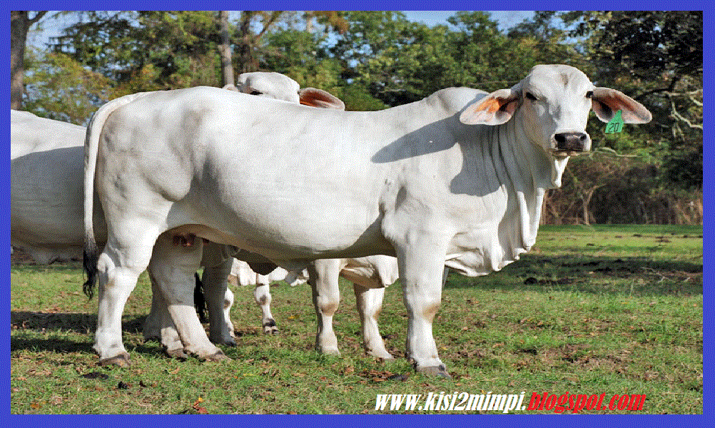 16+ Arti Mimpi Lele Putih