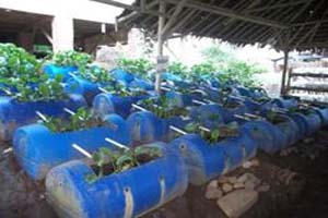 Budidaya Belut Dalam Drum Menghasilkan Bagi Pemula Arenahewan Com