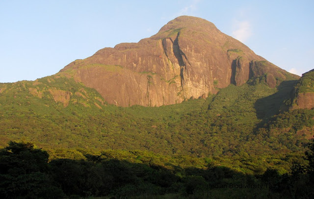 Agasthyamalai, Neyyar Wildlife Sanctuary, Kerala wildlife, kerala forest