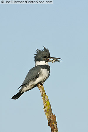 belted kingfisher eating fish The SCC Bird Nerd: The Belted Kingfisher