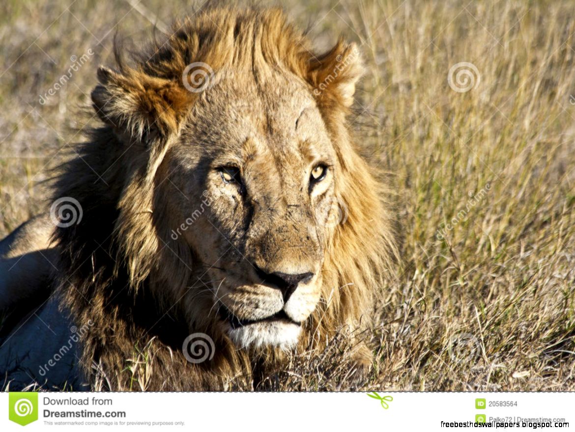 Male African Lion