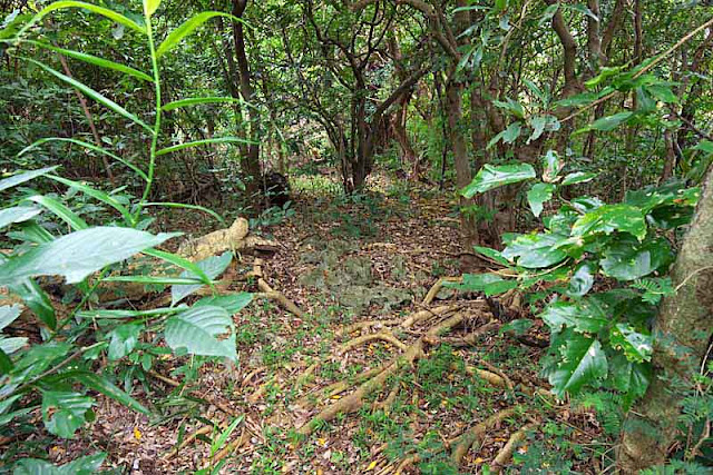 Trail and wooded area above Waitui passage