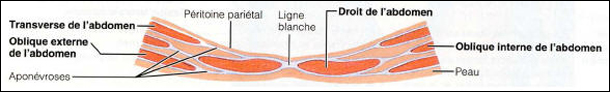Coupe transversale abdominale Coupe transversale abdominale