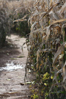 corn field