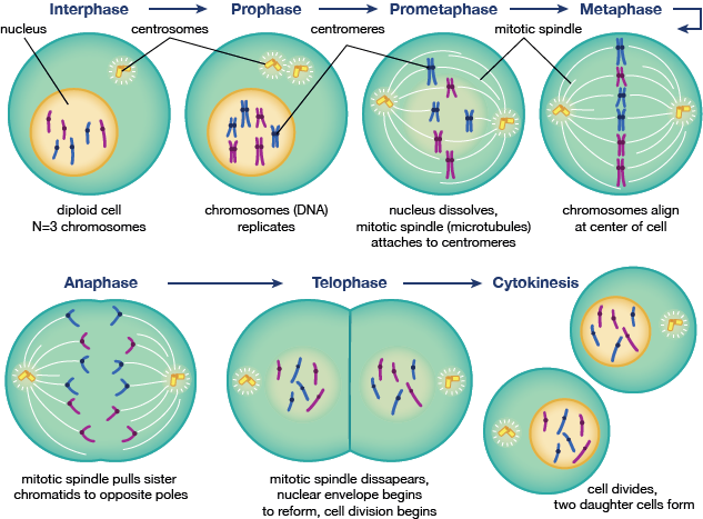 20+ Gambar Pembelahan Sel Secara Mitosis Pics