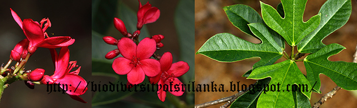 Biodiversity of Sri Lanka: June 2015