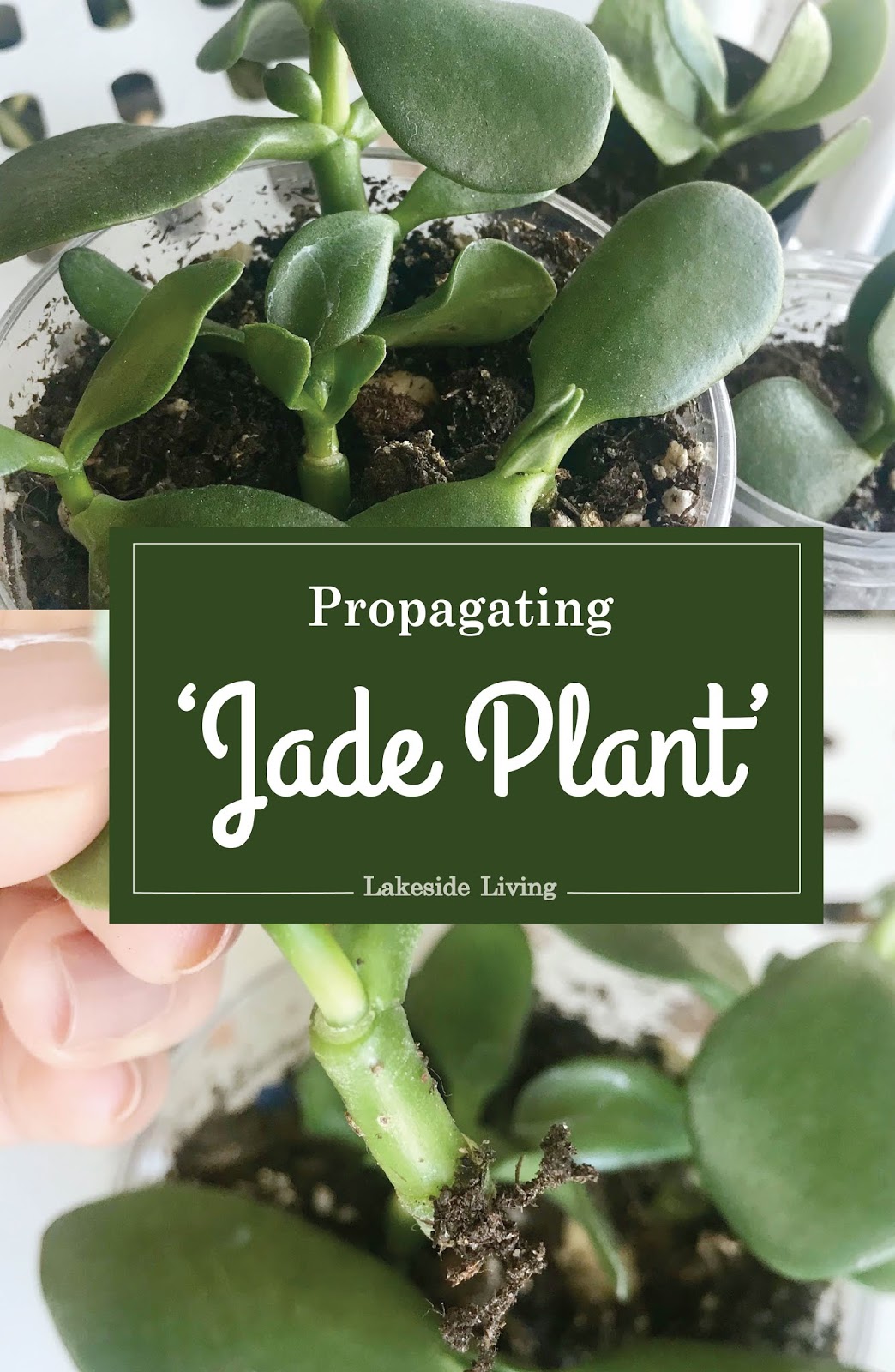 How to Grow and Propagate Jade Plant