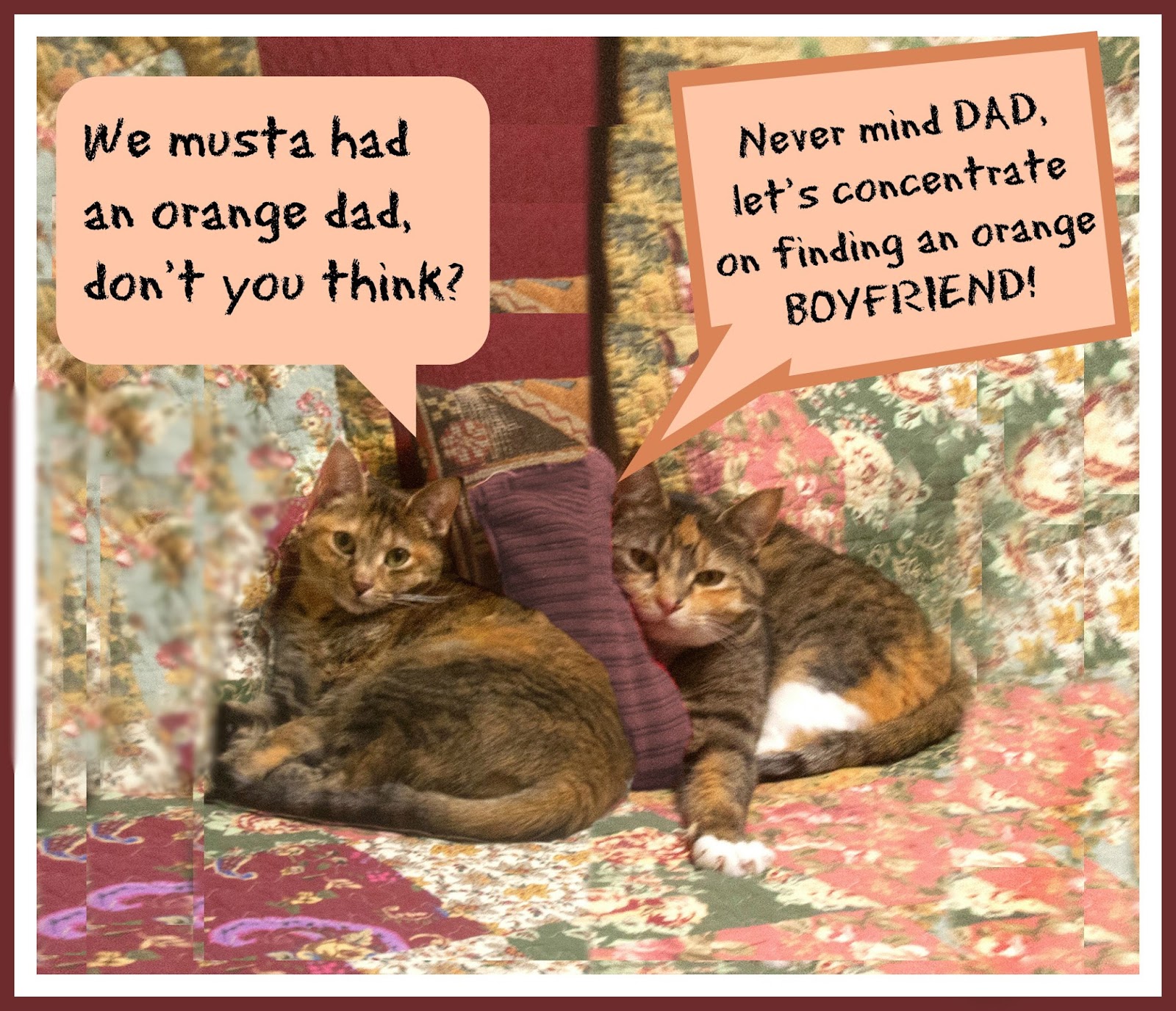 Peaches And Paprika Last Day For Orange Cat Celebration peaches-and-paprika-last-day-for-orange-cat-celebration