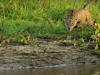 Documentales independientes sobre Naturaleza